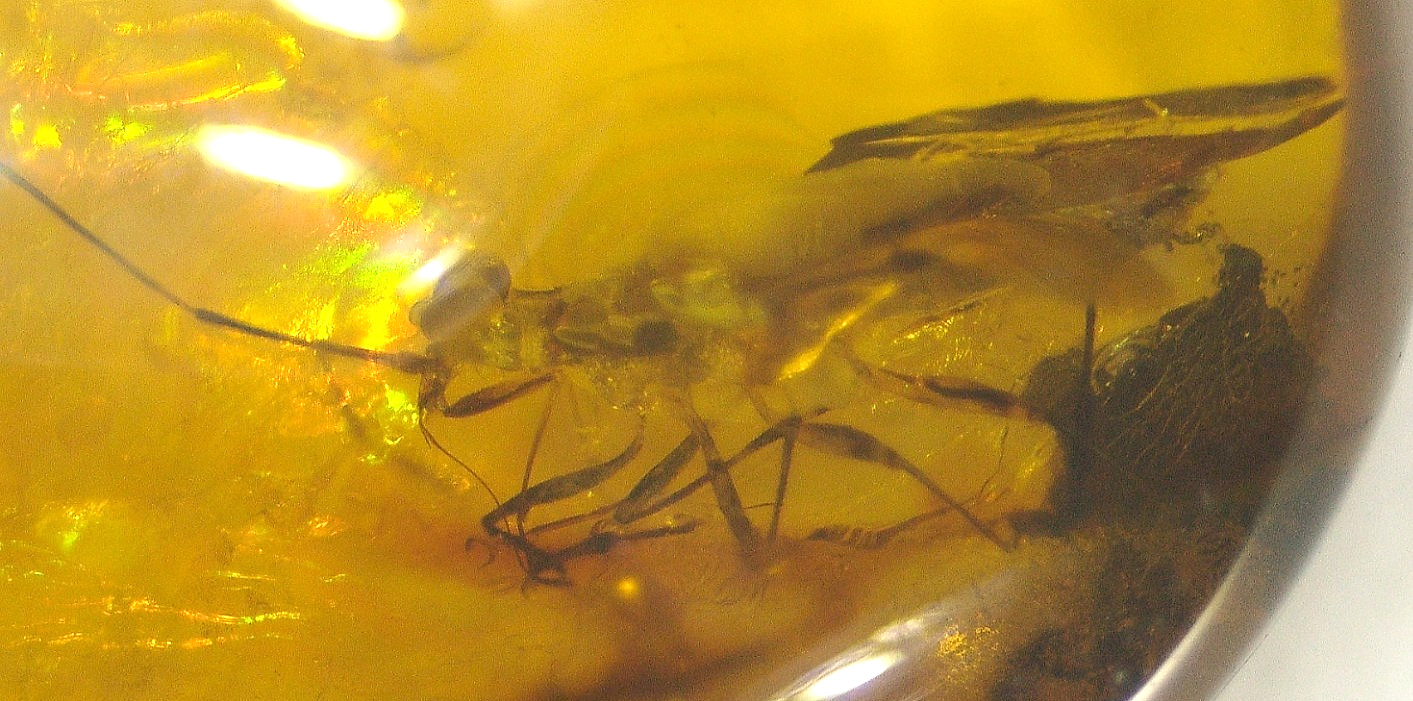 Superb True Bug with Piercing Proboscis in Burmese Amber Fossil Dinosaur Age