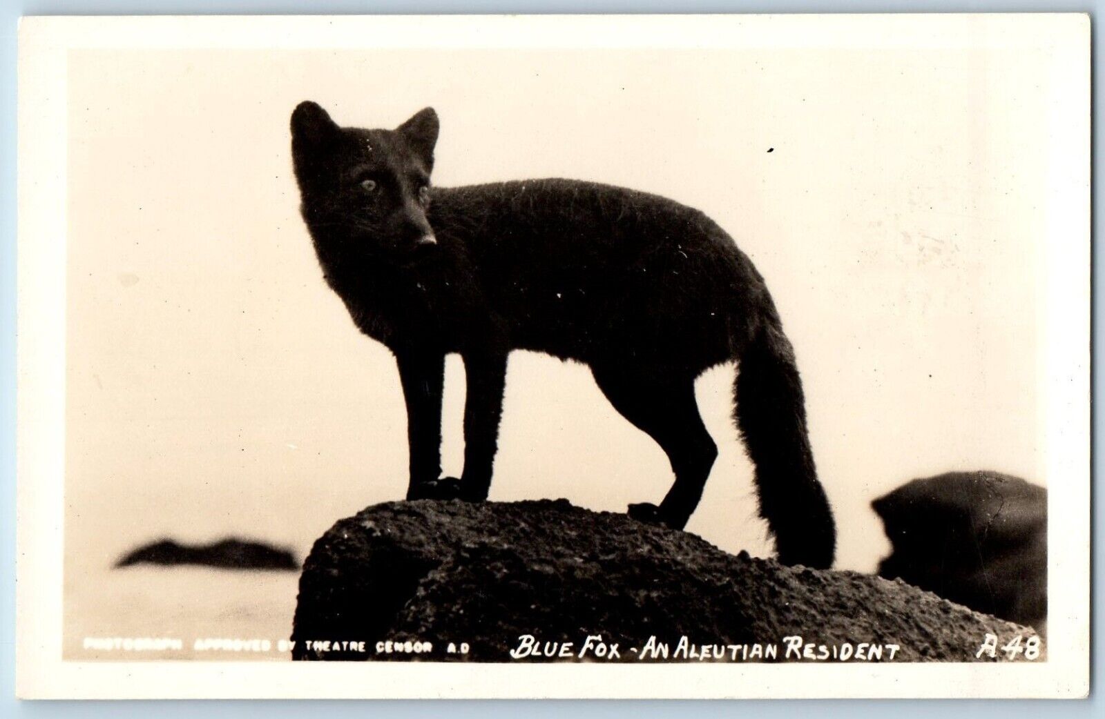 Animal Postcard RPPC Photo Blue Fox An Aleutians Resident c1940's Vintage