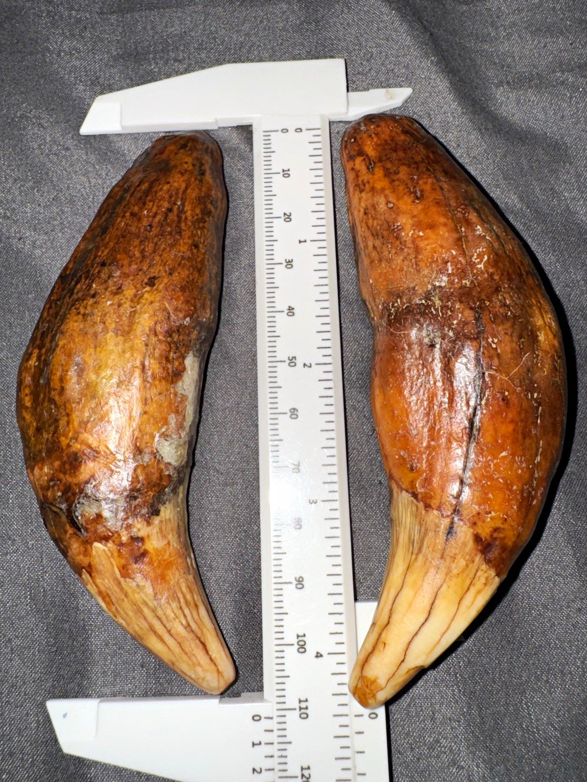 Pair (2) Large Fossil Teeth Specimens w/ Caliper Measurements Shown