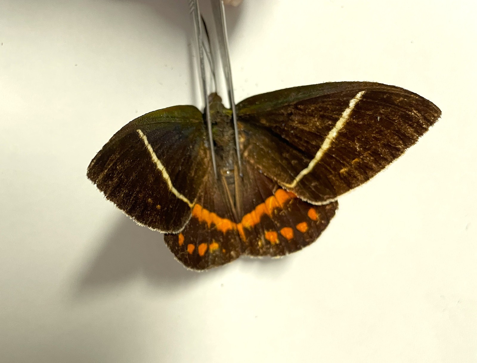 Castnia  AMAUTA  PROCERA  new status ****MALE***** Costa Rica