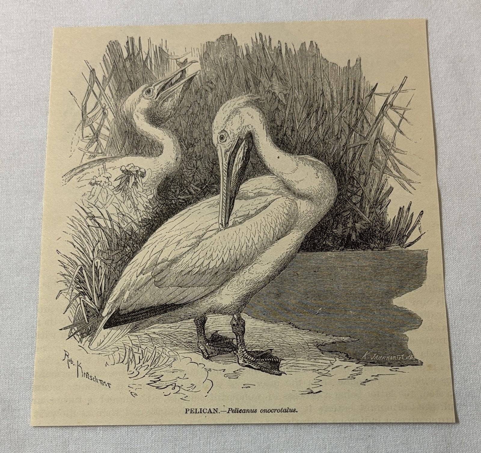 1885 book engraving ~ PELICAN