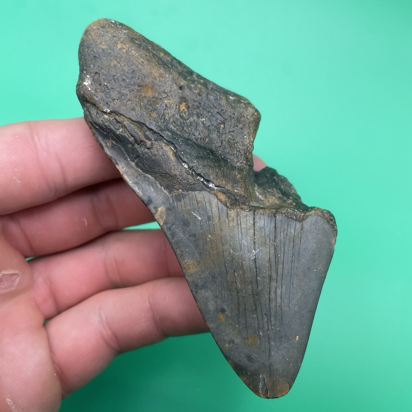 MEGALODON TOOTH REAL SHARK TOOTH FOSSIL WILMINGTON NORTH CAROLINA MEGALODON TOOTH REAL SHARK TOOTH FOSSIL WILMINGTON NORTH CAROLINA