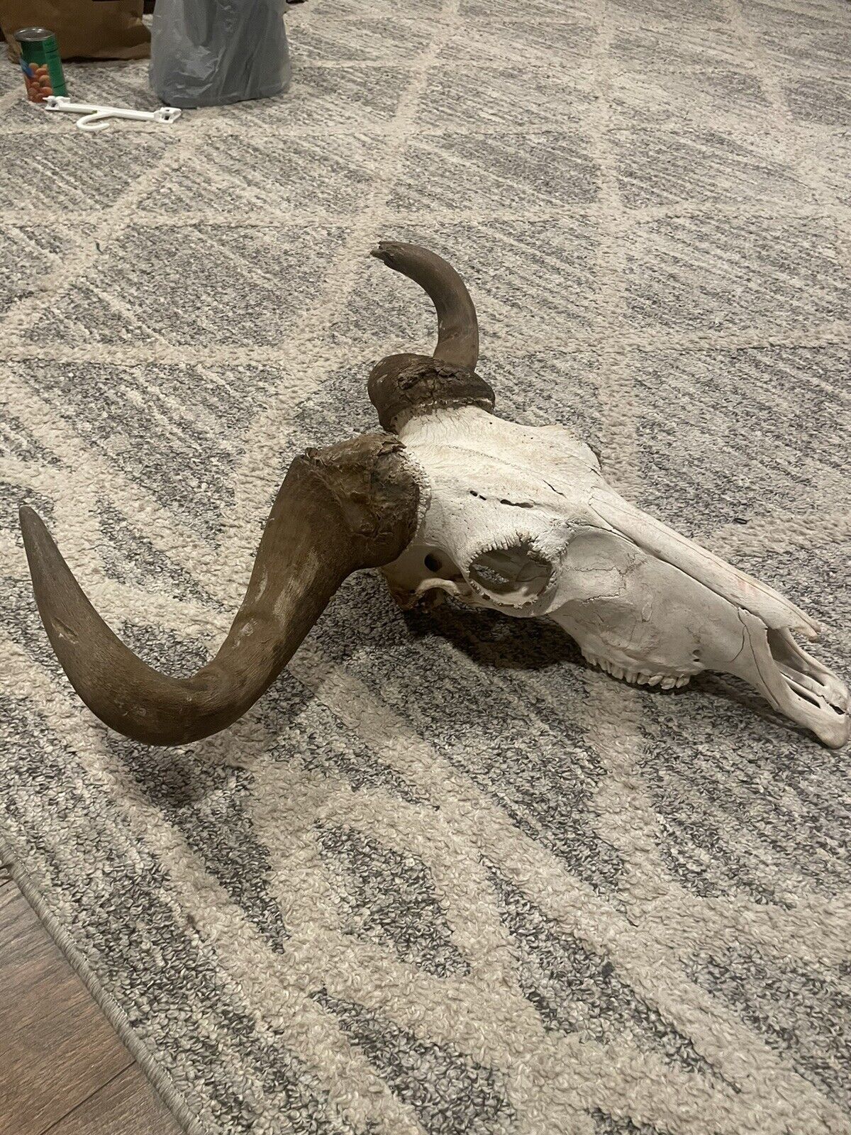 Wildebeast Skull With Horns