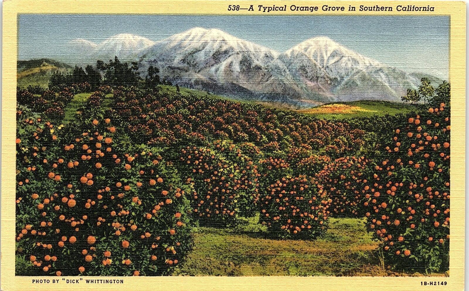 c1935 CALIFORNIA A TYPICAL ORANGE GROVE IN SOUTHERN CALIF LINEN POSTCARD 41-85