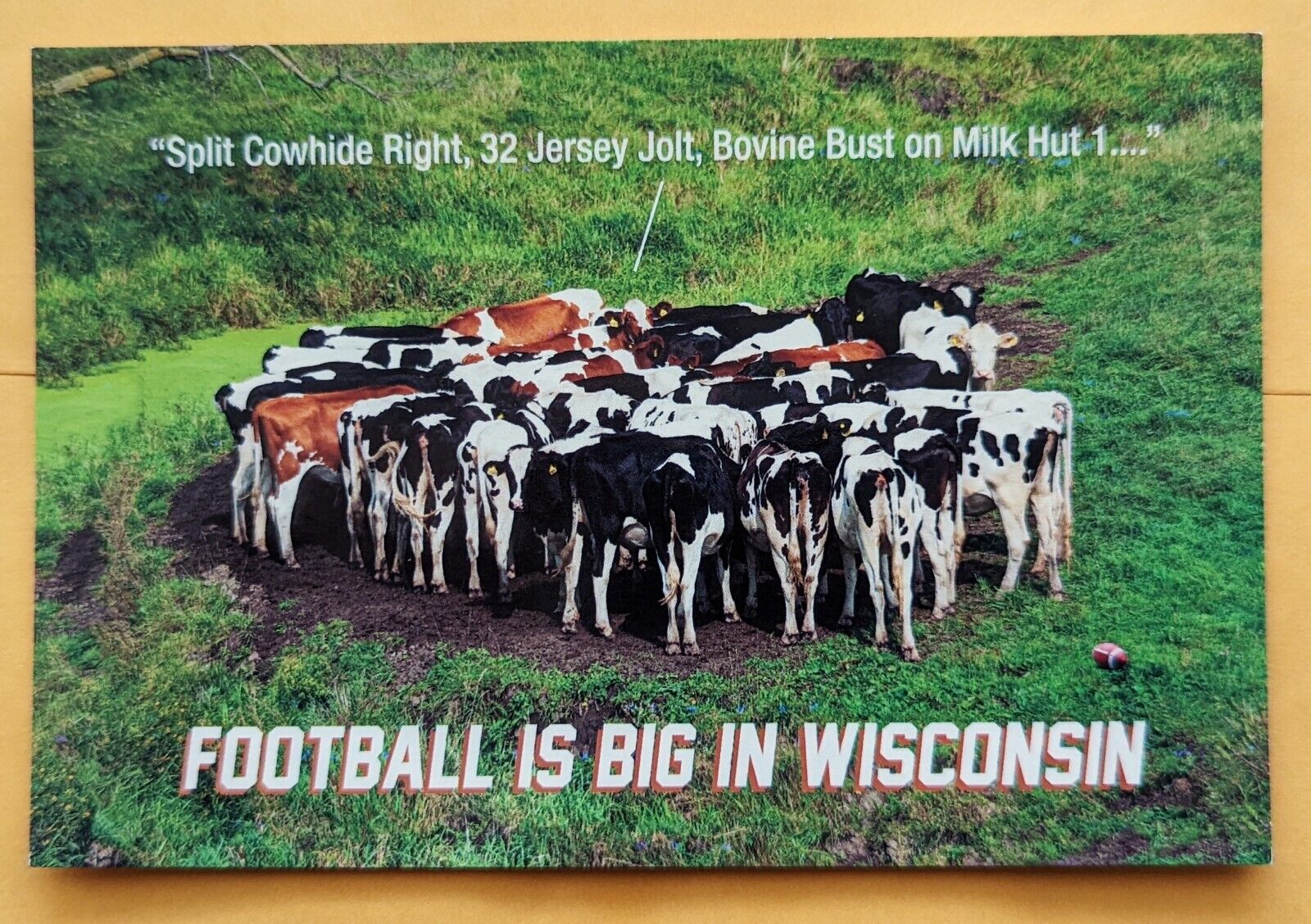 Postcard WI: Wisconsin Cow Huddle 