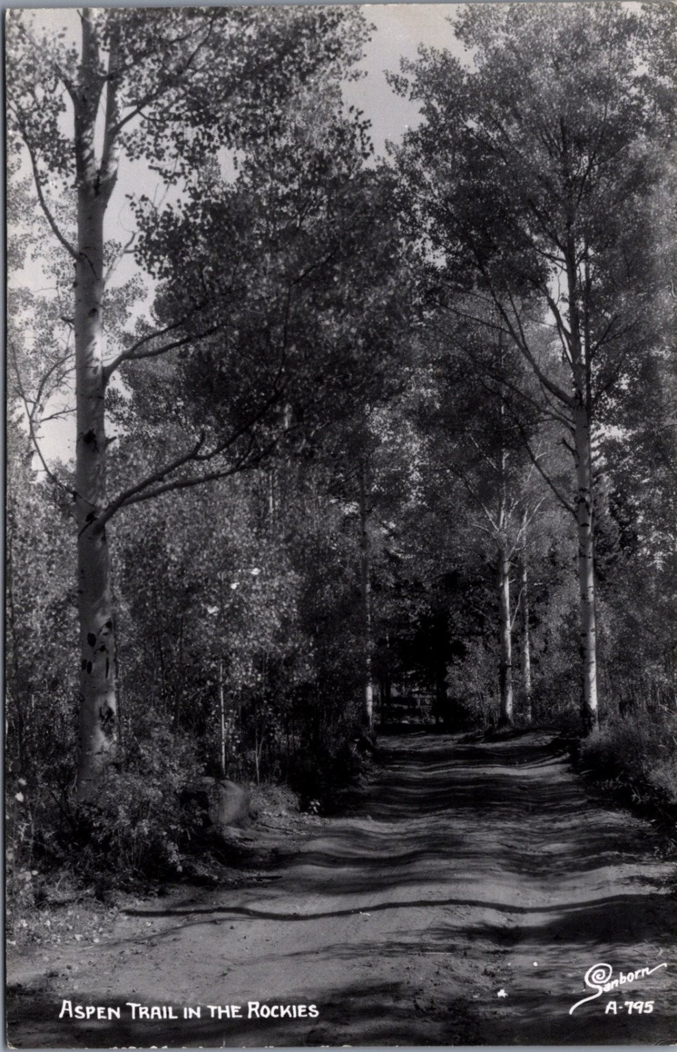 Vintage Aspen Trail in the Rockies Real Photo Postcard Sanborn A-795 RPPC