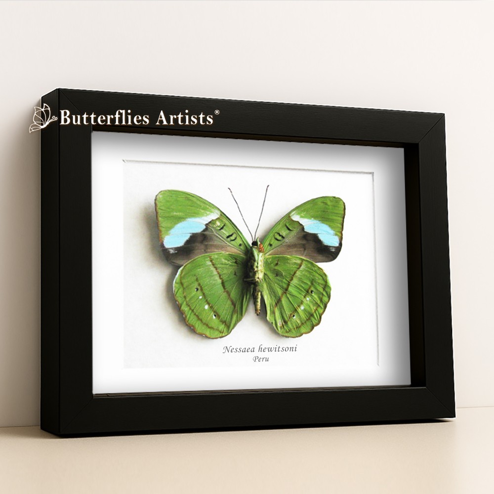 Rare Electric Green Olivewing Nessaea Hewitsoni Real Butterfly Framed Shadowbox