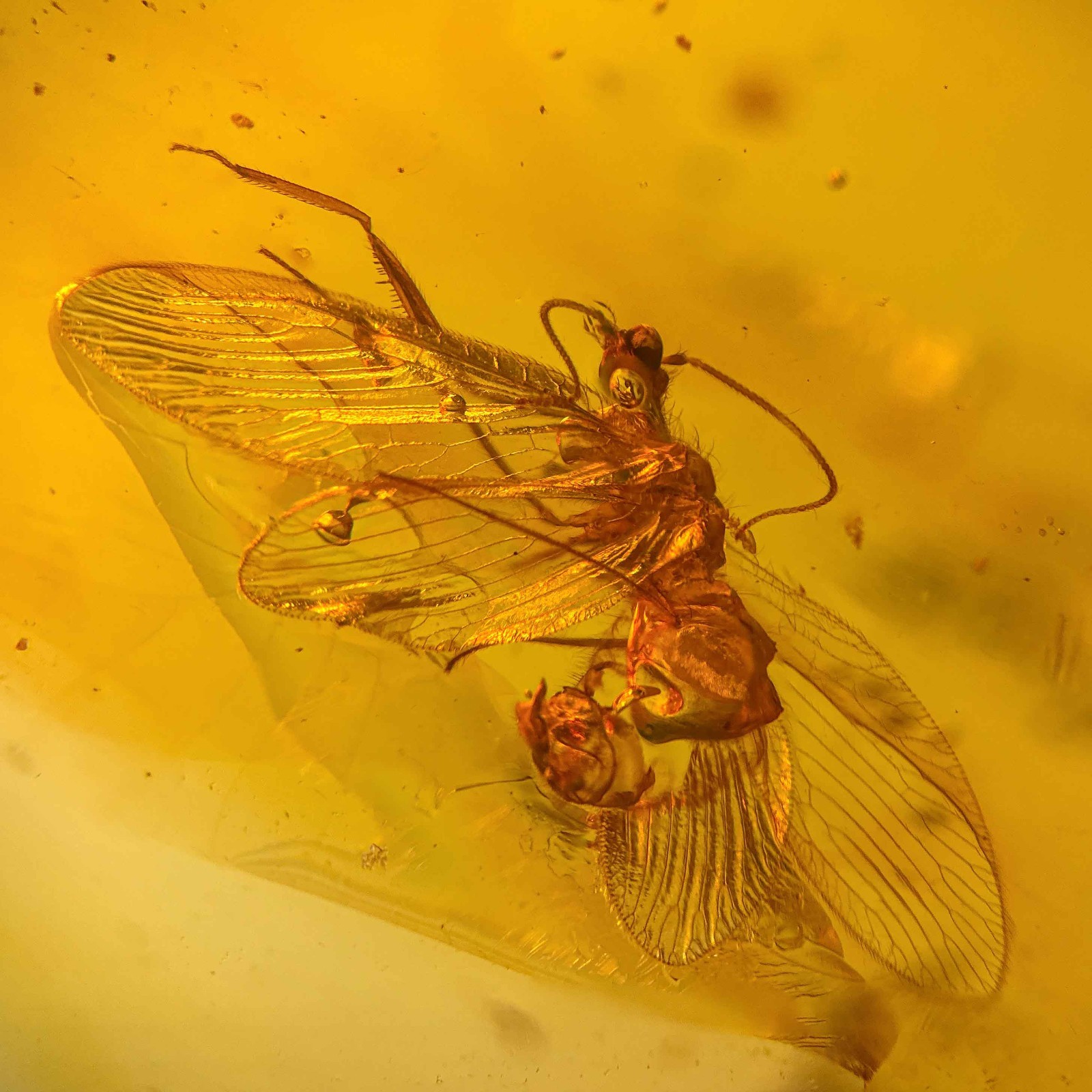 Mantisfly in Burmese / Burmite amber fossil / 100% genuine amber 