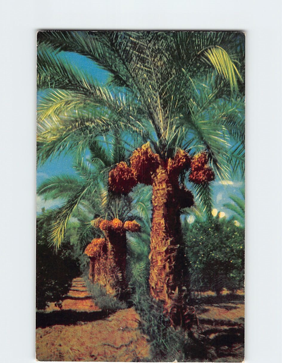 Date Palms USA Q-58111