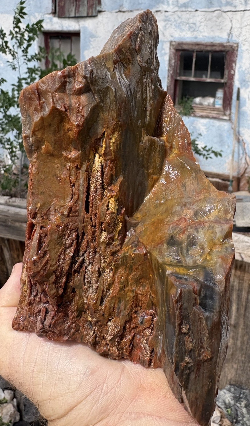 ☘️RR⛏️: Top Quality Druzy Arizona Rainbow Petrified Wood 4 Lb 🌈