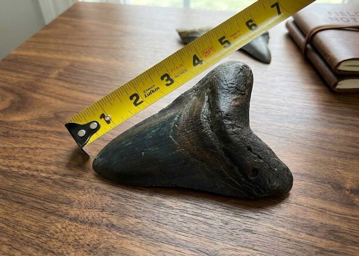 MEGALODON Shark tooth Fossil 5\