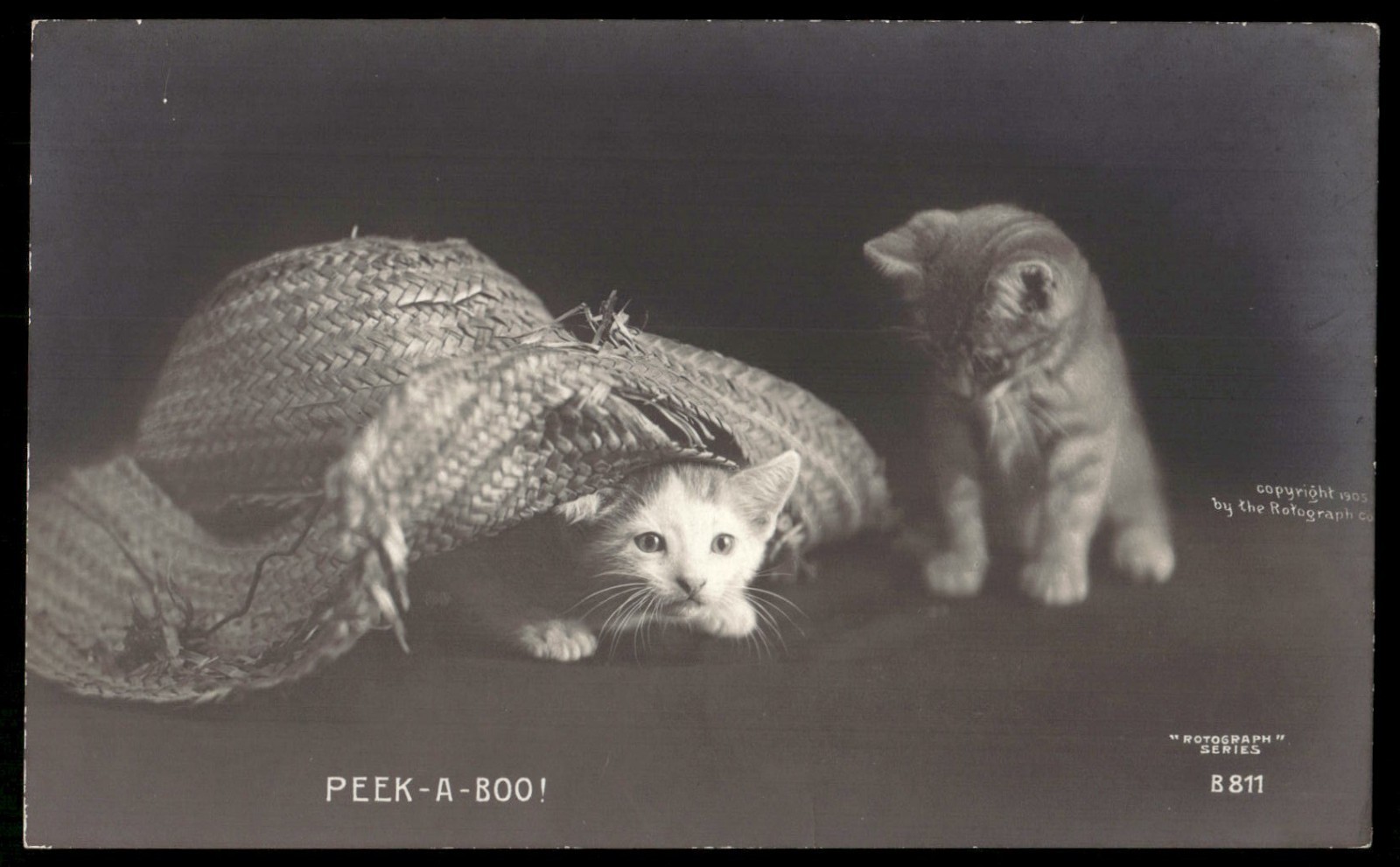 Vintage Postcard Cat Kitten Peek-A-Boo Playing Vintage Postcard Cat Kitten Peek-A-Boo Playing