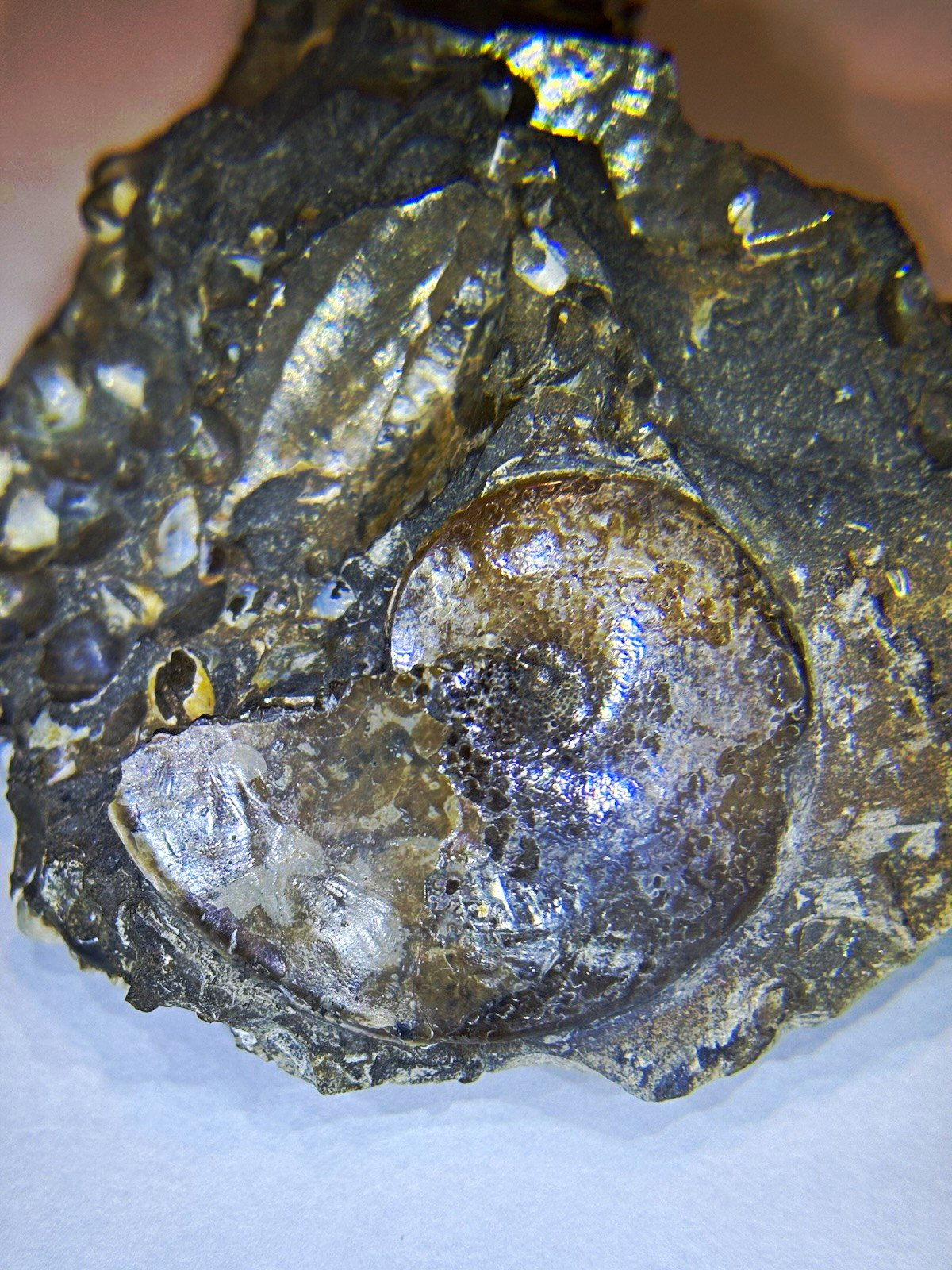 Ammonite Fossil Coiled Shell in Rock Matrix Stone Specimen Display Piece