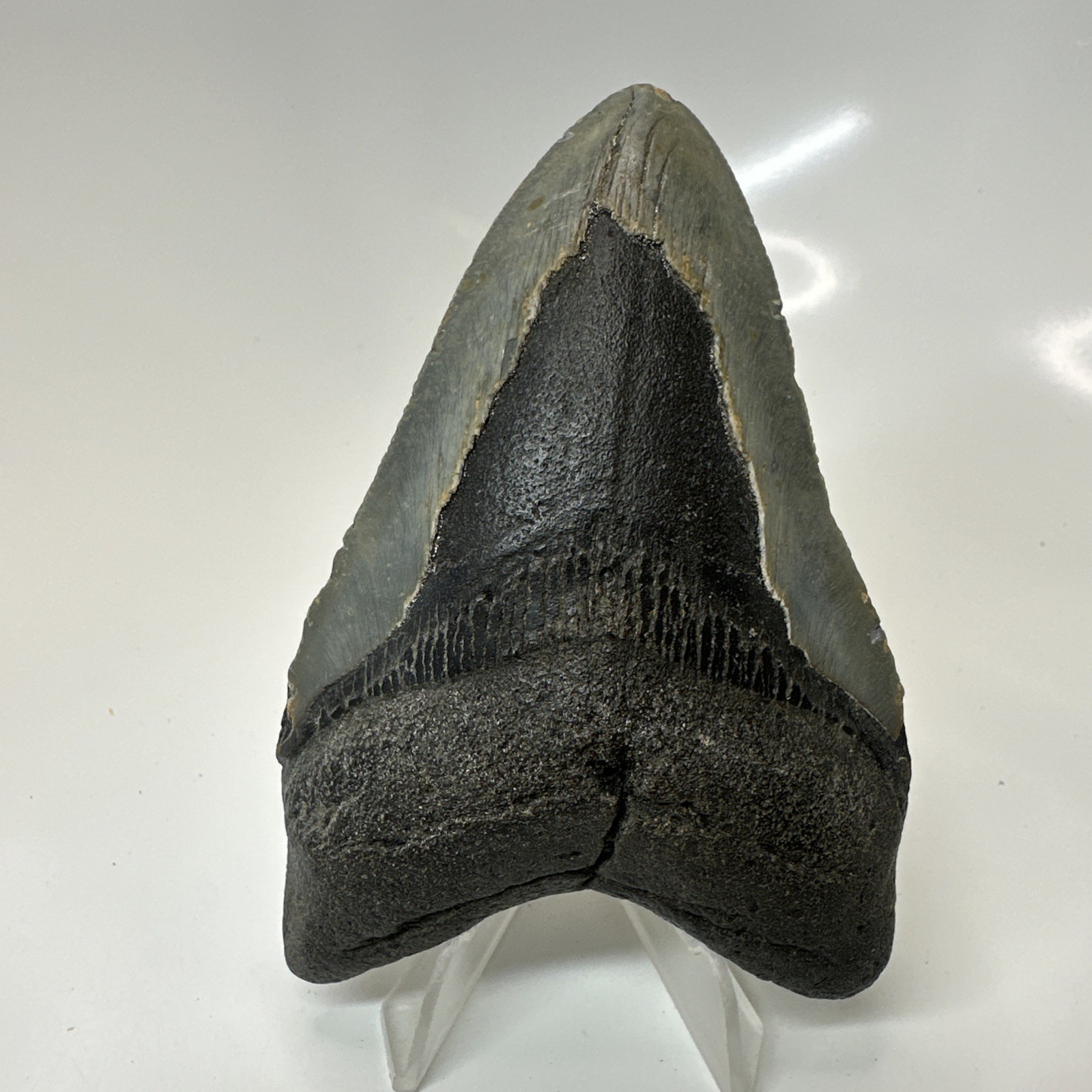 Megalodon Shark Tooth 4.10 Inch - Authentic - Carolina Fossil - Natural 20646