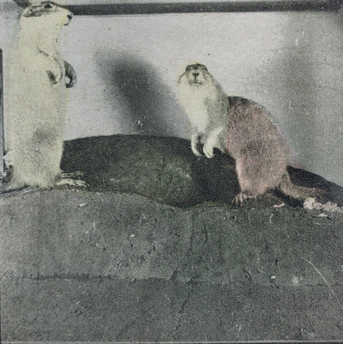 Prairie Dogs Chicago Field Museum Stereoview c1905 Taxidermy Antique IL Q111