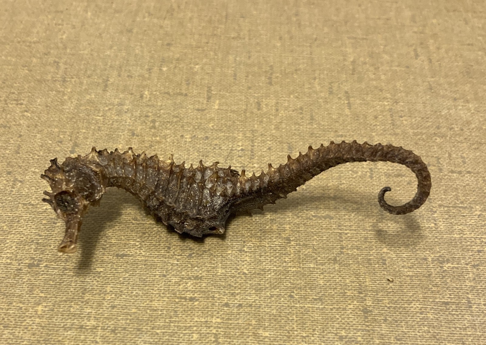 Vintage Natural Dried Approx. 3” Seahorse Skeleton Specimen Hippocampus Erectus