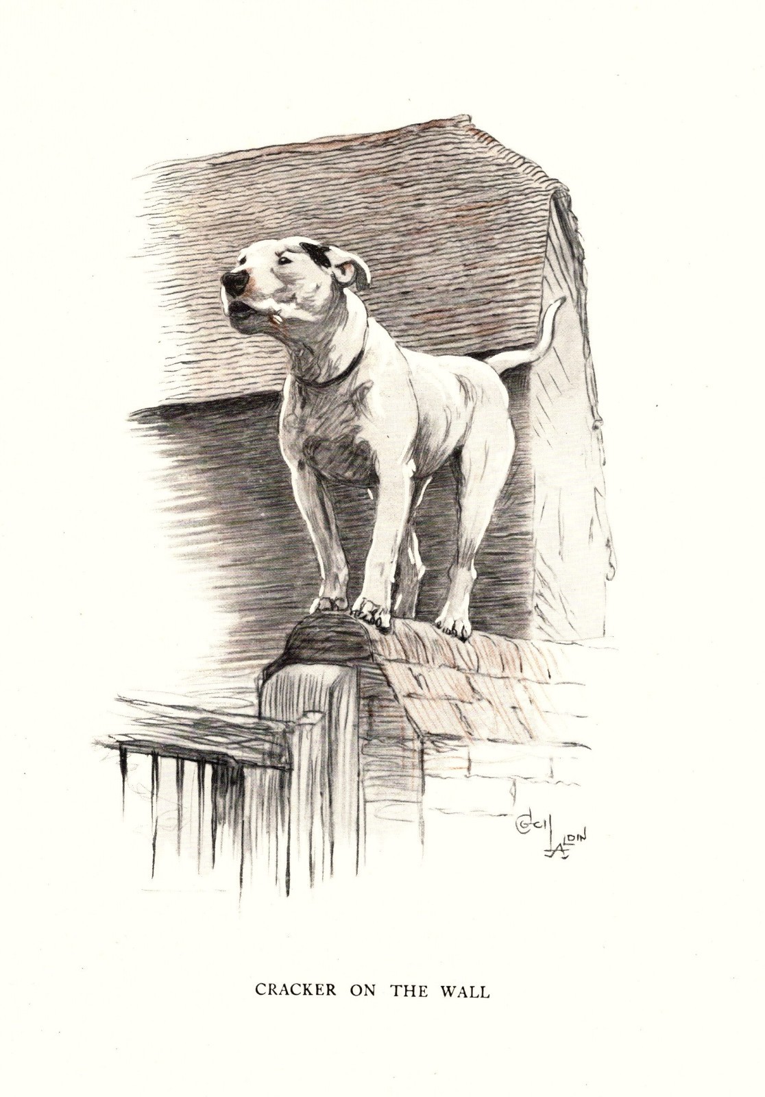Vintage Bull Terrier Print 1930s Cecil Aldin Bull Terrier Art Illustration 6907a Vintage Bull Terrier Print 1930s Cecil Aldin Bull Terrier Art Illustration 6907a