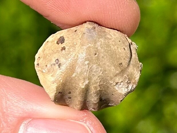 Brachiopod Fossil New Mexico Calvinaria bransoni Devonian Age Sly Gap Formation