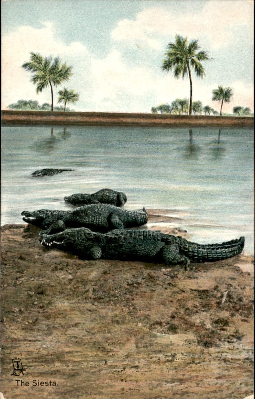 Crocodiles Tuck\'s c1900s-10s Vintage Postcard