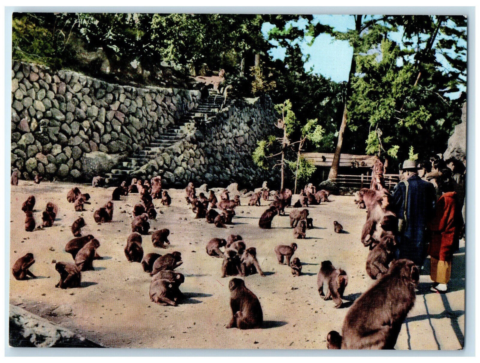 c1950's Takasakiyama Zoo Beppu Kyushu Japan Animal Scene Stairs Postcard