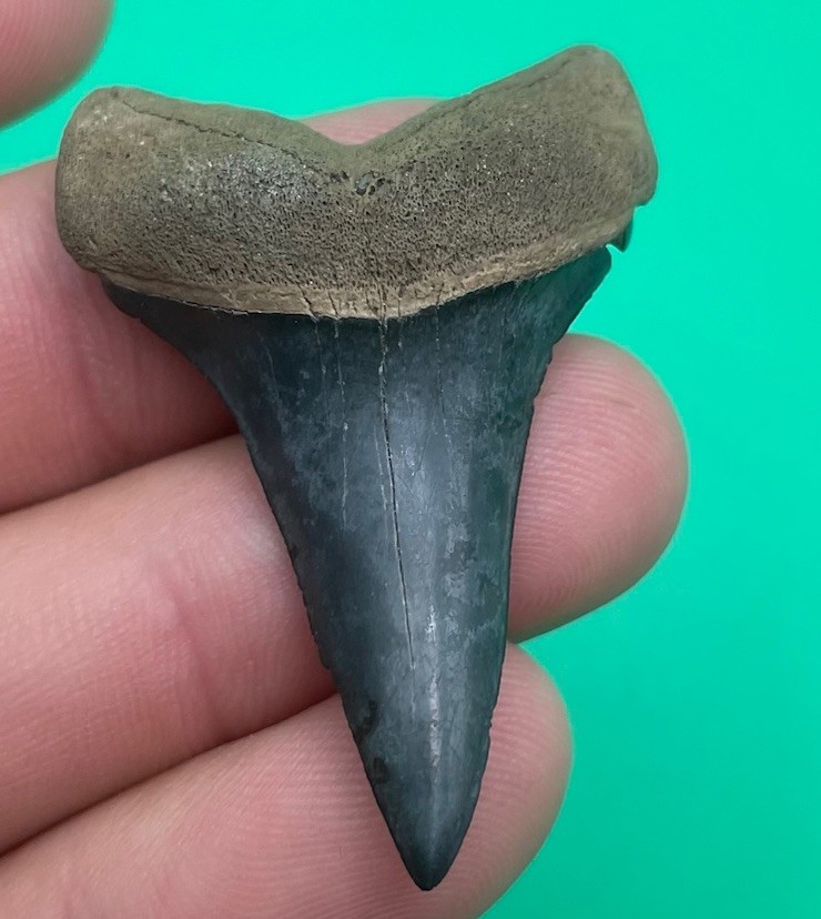 RARE LOWER MAKO SHARK TOOTH LOWER BLUE PEACE RIVER FL 1.86” RARE LOWER MAKO SHARK TOOTH LOWER BLUE PEACE RIVER FL 1.86”