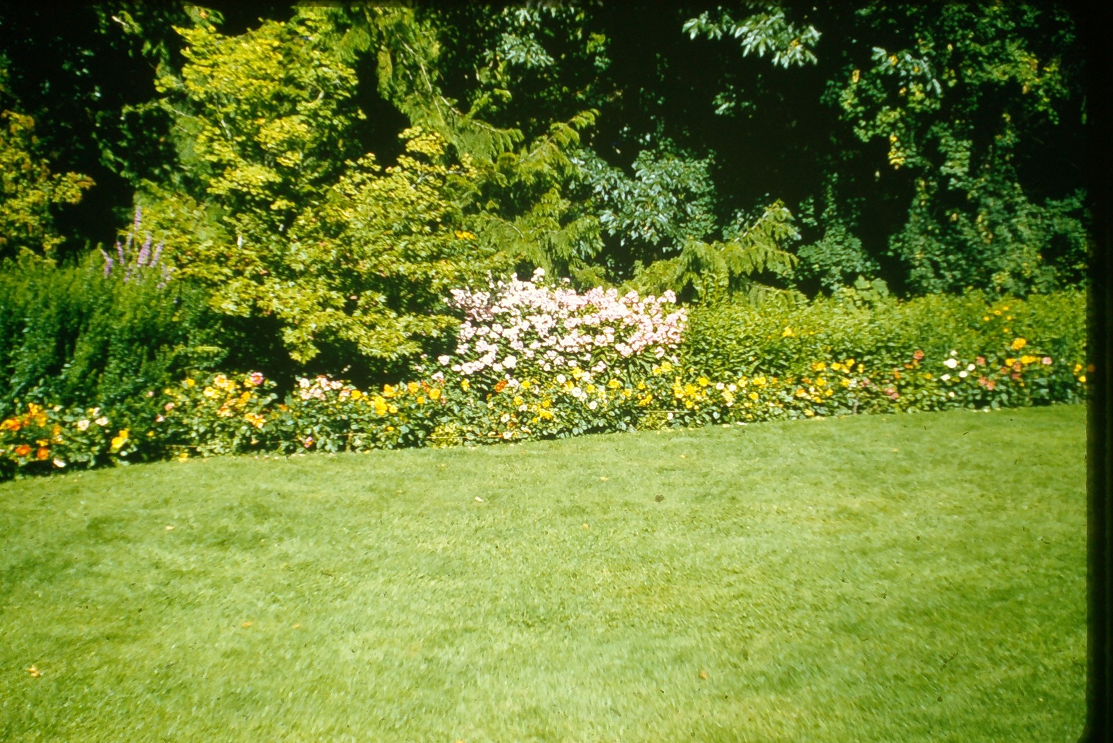 c1950's Kodachrome Red Border 35mm Slide Garden Landscape Flowers Lawn Nature