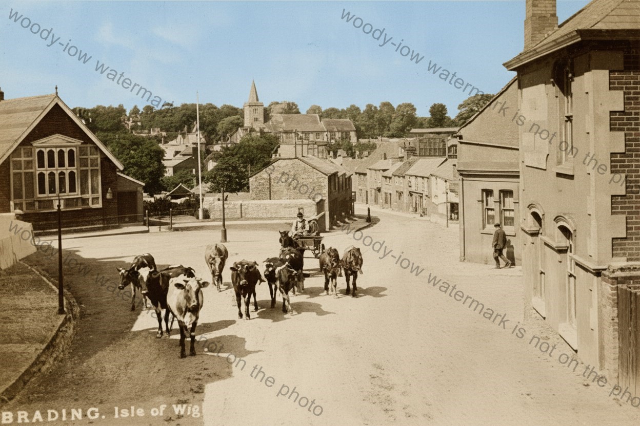 IWC668 - Cattle in Brading Bull Ring , Isle of Wight - print 6x4