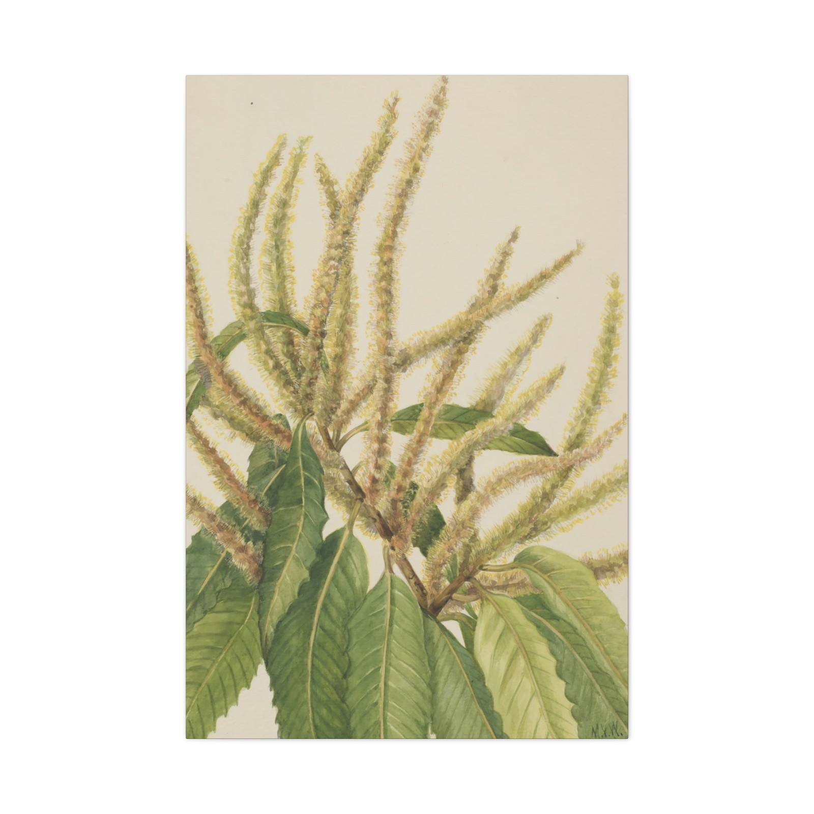 Mary Vaux Walcott - American Chestnut (Castanea dentata) - Canvas Wall Art