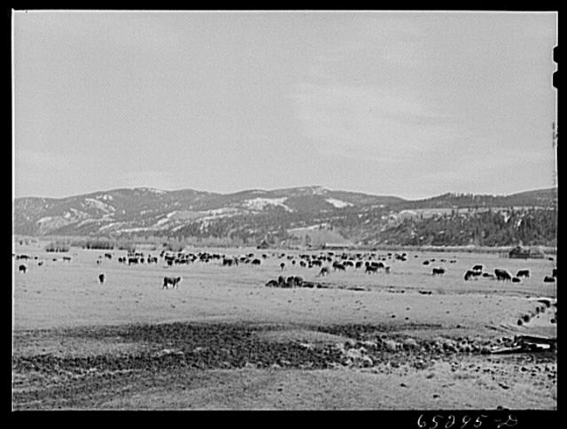 Photo:Bitterroot Valley Montana 1942 Cattle Ranch in Ross\'s Hole