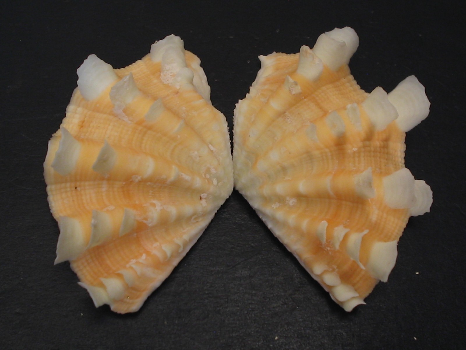 Collector Fave...TRIDACNA SQUAMOSA~51.1mm~Fluted Clam SEASHELL