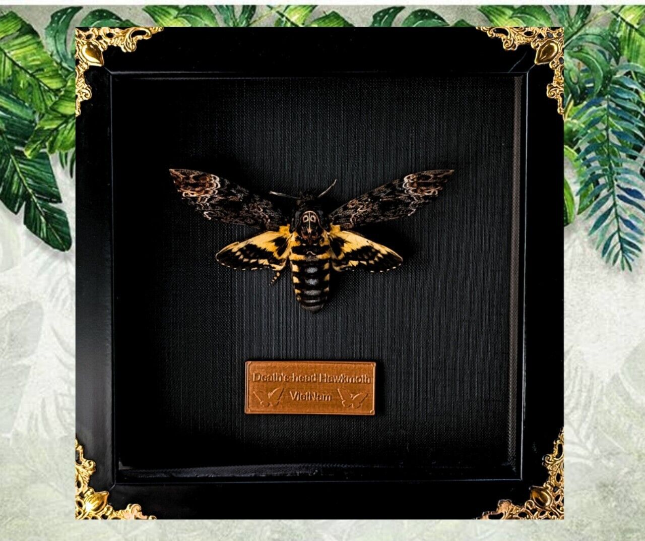 Real Acherontia atropos Death Head Moth Frame, valentine gift