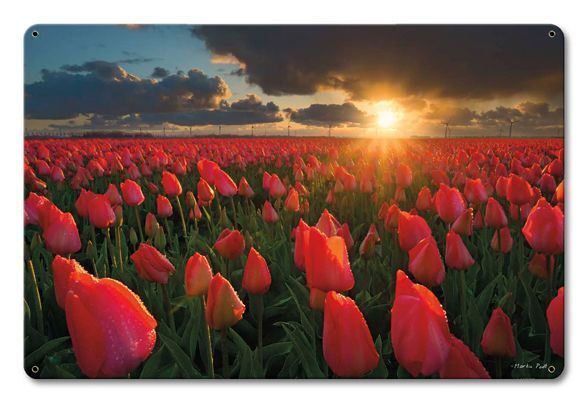FIELD OF TULIPS FLOWERS CLOUDS SUN SETS 18\