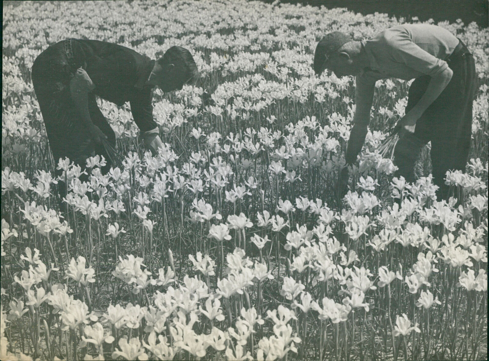 Tulip fields in the Netherlands. - Vintage Photograph 3296435