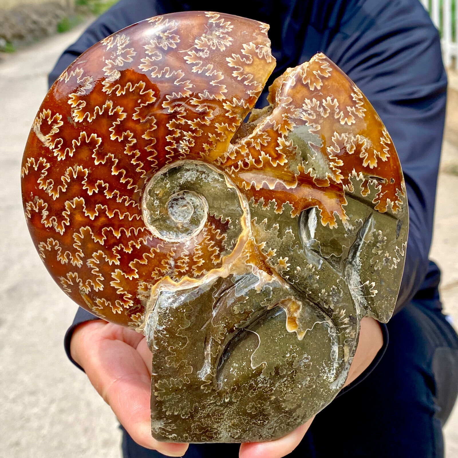1.7LB Natural Fossil Snail Agate Fancy Cabochon Gemstones