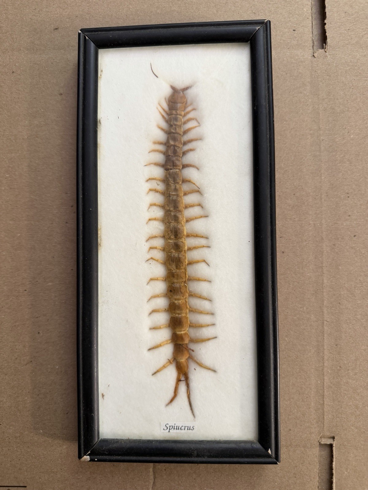 Vintage Real Centipede Framed Vintage Real Centipede Framed