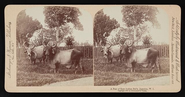 Photo:Jamaica W.I. 1900 East Indian Bulls Stereograph Pair