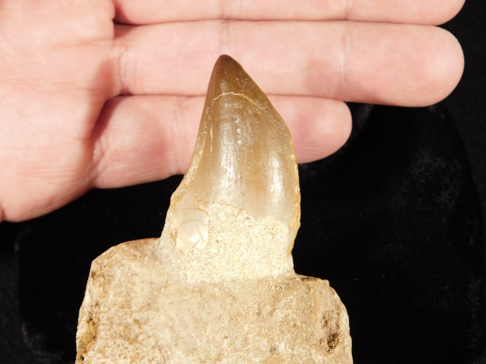 Mosasaurus JAW Bone with a Big TOOTH Fossil with Stand From Morocco 159gr