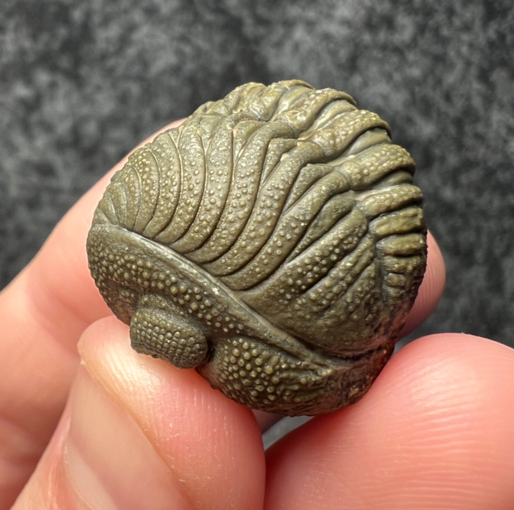 Moroccops sp. Trilobite Fossil – Excellent Natural Detail ✅