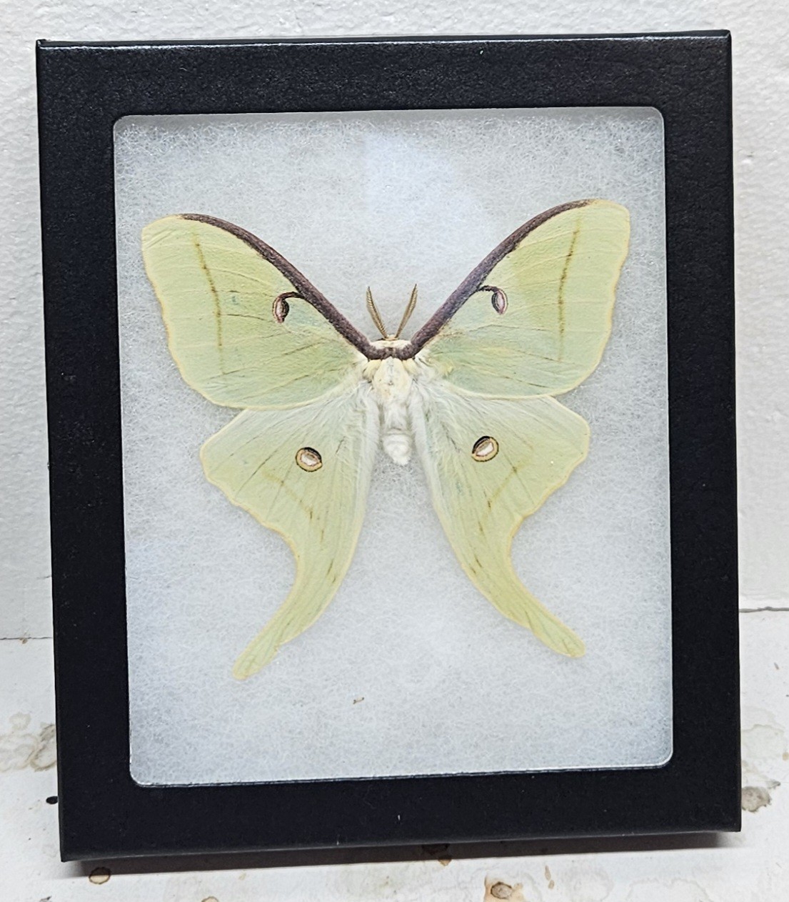 Real Framed Luna Moth (M) #2 Real Framed Luna Moth (M) #2