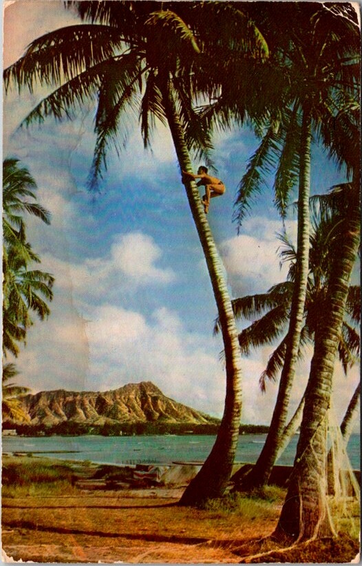 Vintage Postcard Tree Climber Diamond Head Waikiki Beach Honolulu Hawaii HI N291