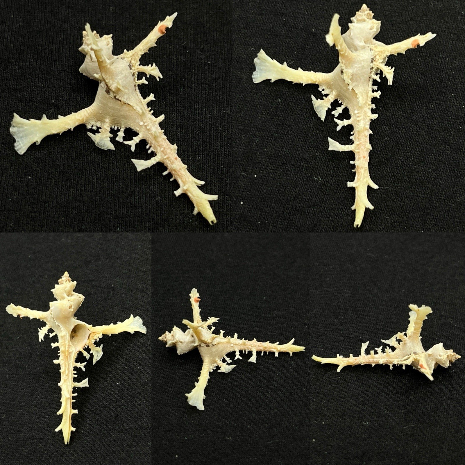 Muricidae Homalocantha anomaliae Sea Shell, 38.5mm x 32mm Muricidae Homalocantha anomaliae Sea Shell, 38.5mm x 32mm
