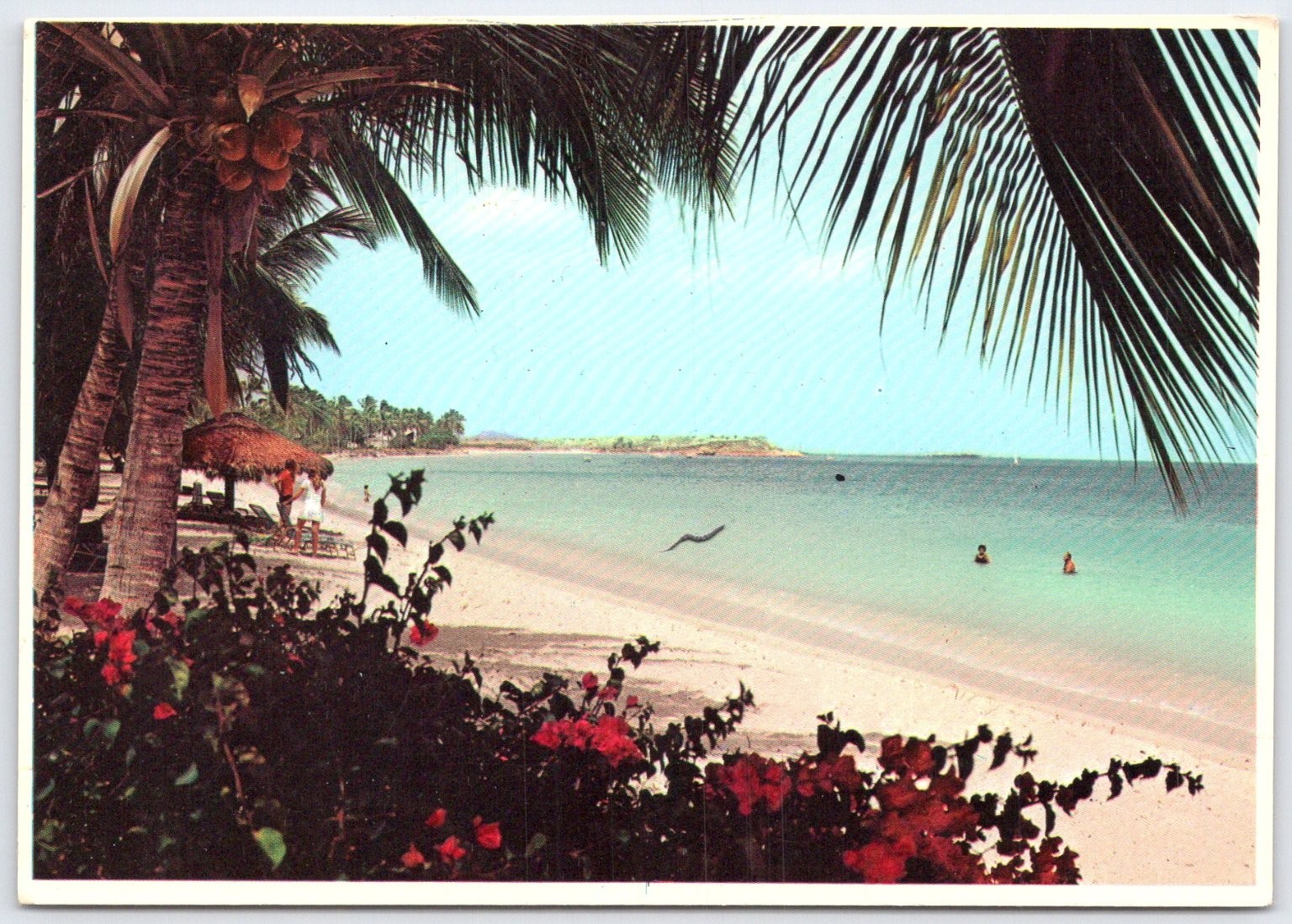 Vintage Florida Coconut Palms Beach Postcard by Plastichrome Prestige Print