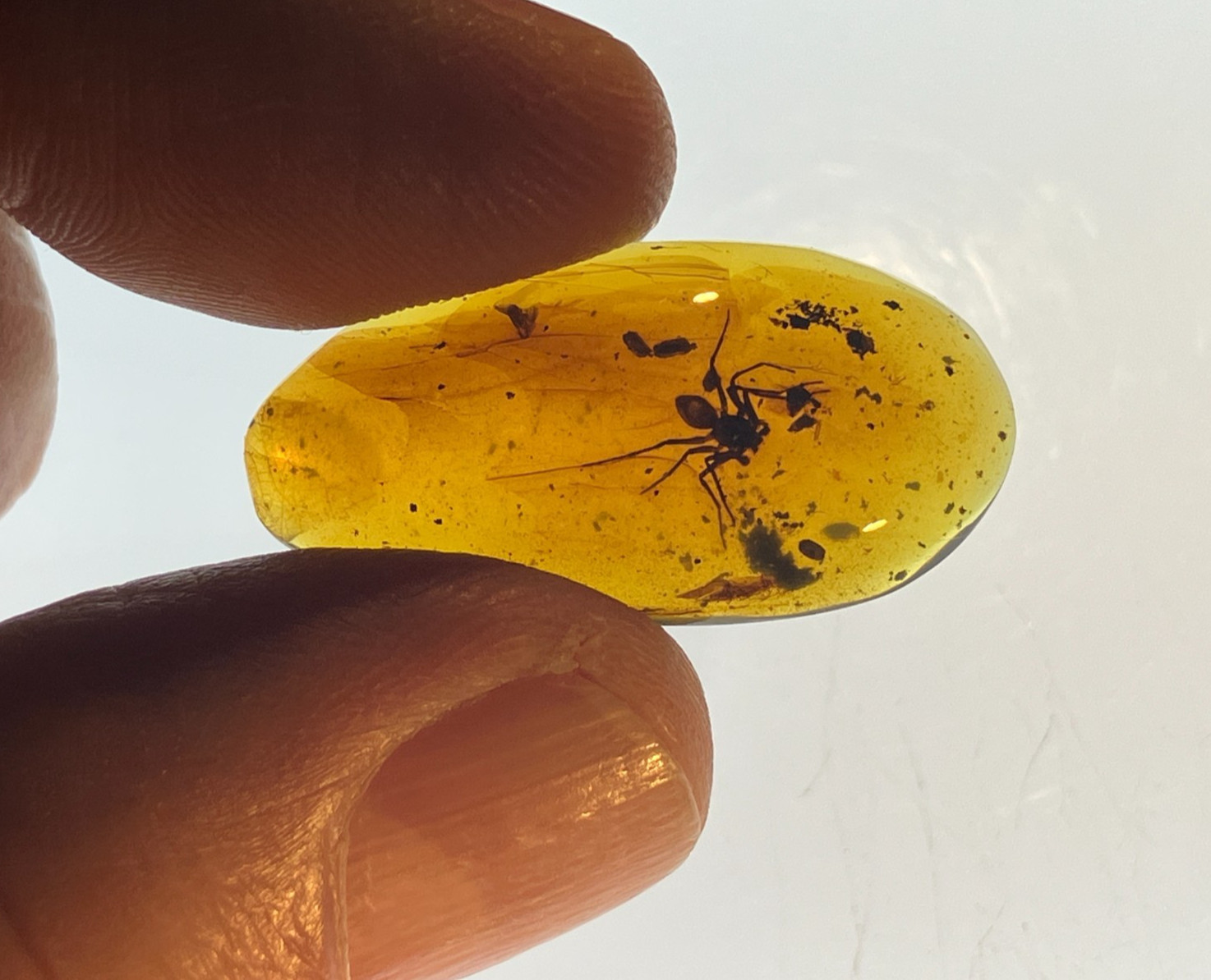 A101 BU8016 Superb Large Spider in authentic Burmese Amber Burmite ~99mya