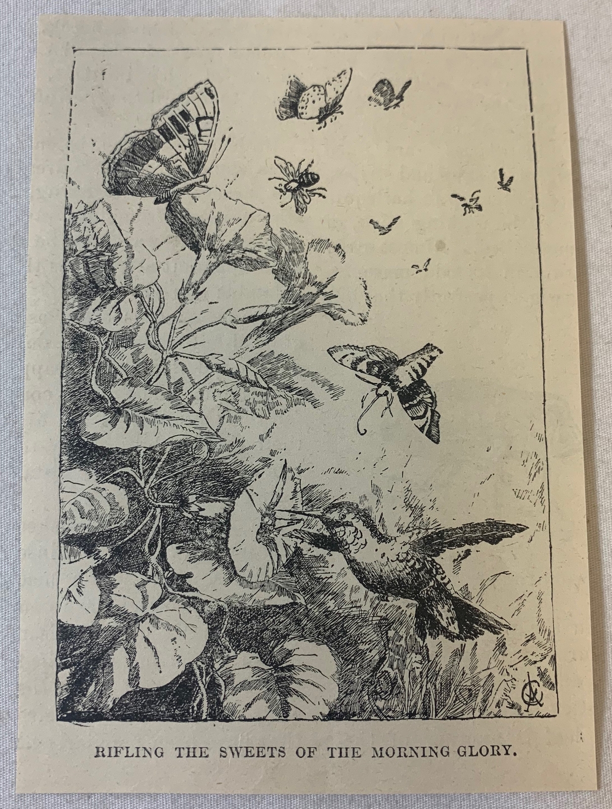 1894 magazine engraving ~ HUMMINGBIRD Rifling The Morning Sweets