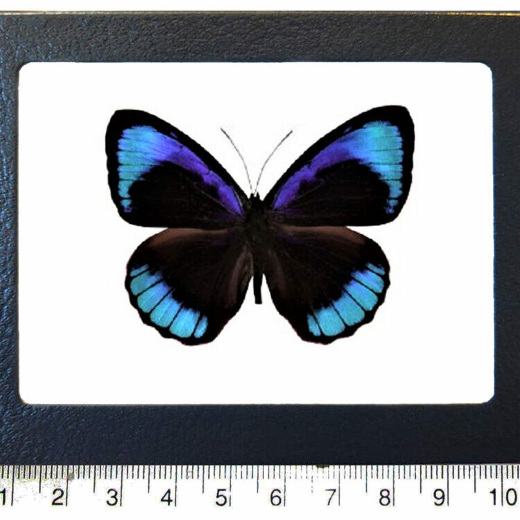Eunica eurota blue black butterfly Peru FRAMED