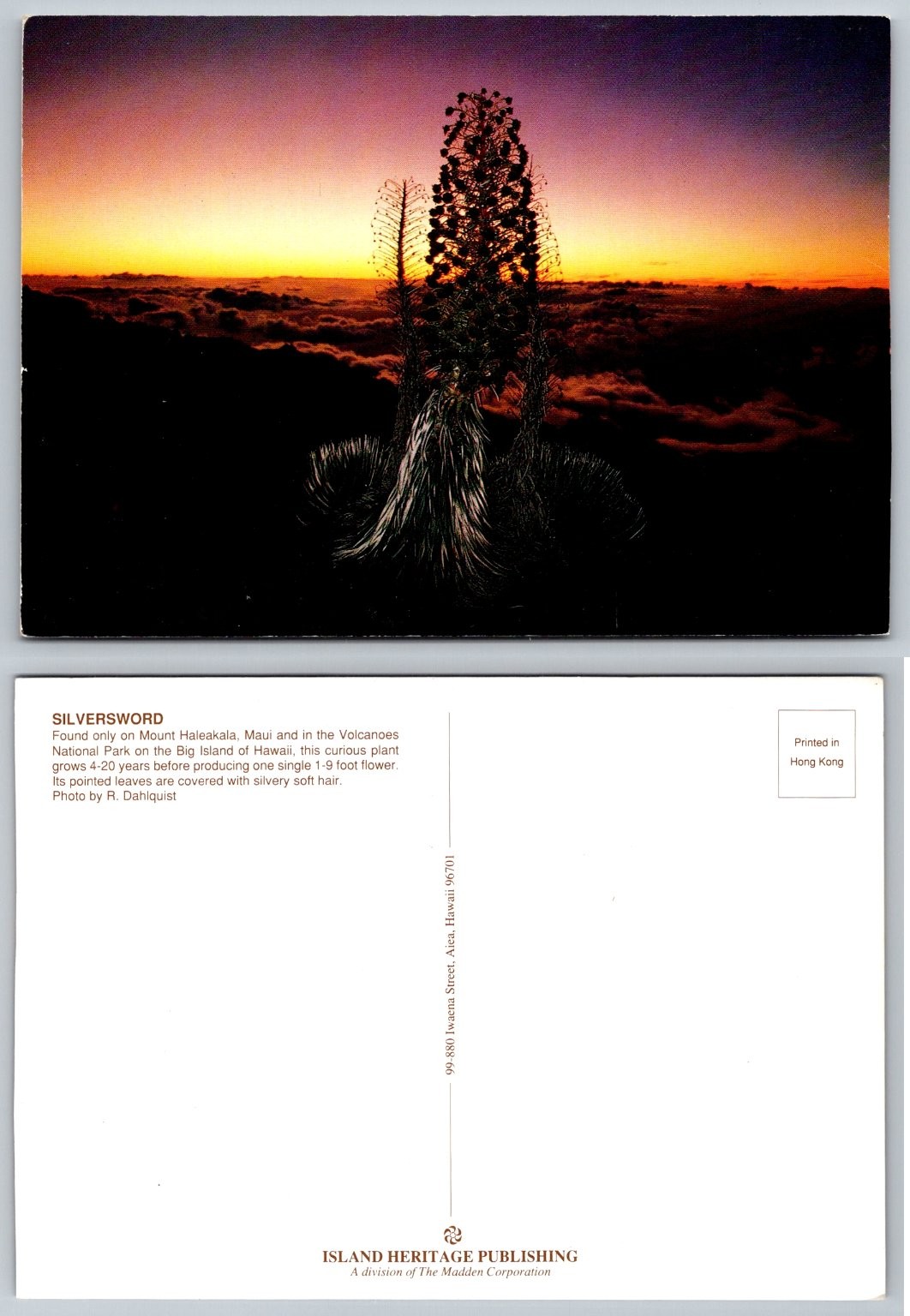 Silversword Plant Sunset Postcard Hawaii Haleakala Volcanoes NP Maui