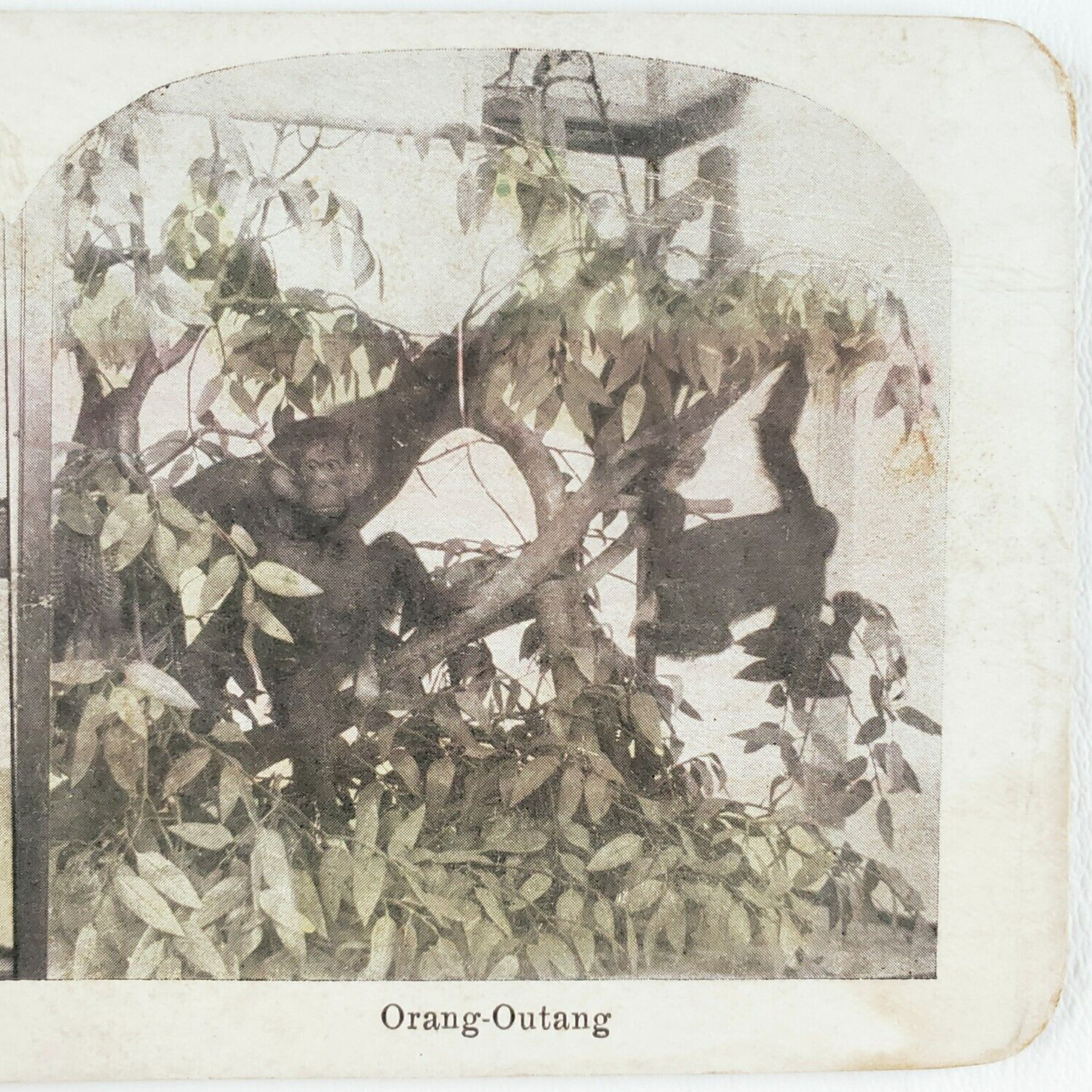 Orangutan Taxidermy Exhibit Stereoview c1915 Chicago History Field Museum C1257