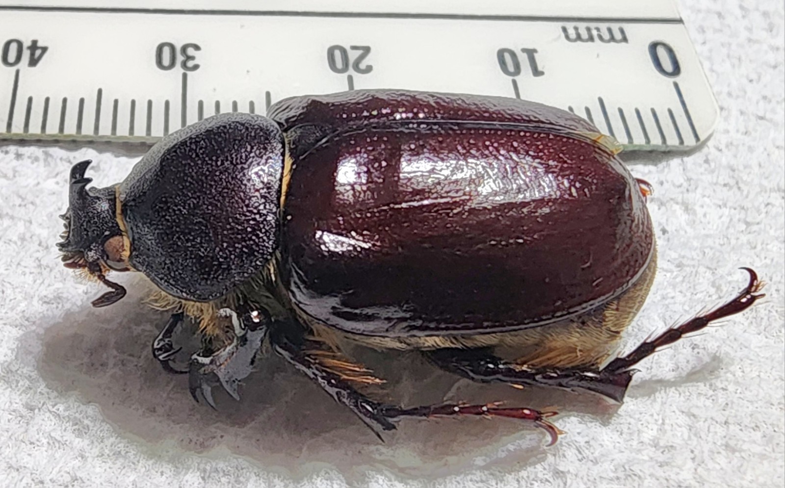 Megasoma sleeperi 27.80mm Male HUGE Rhino Beetle California Insect Dynastes