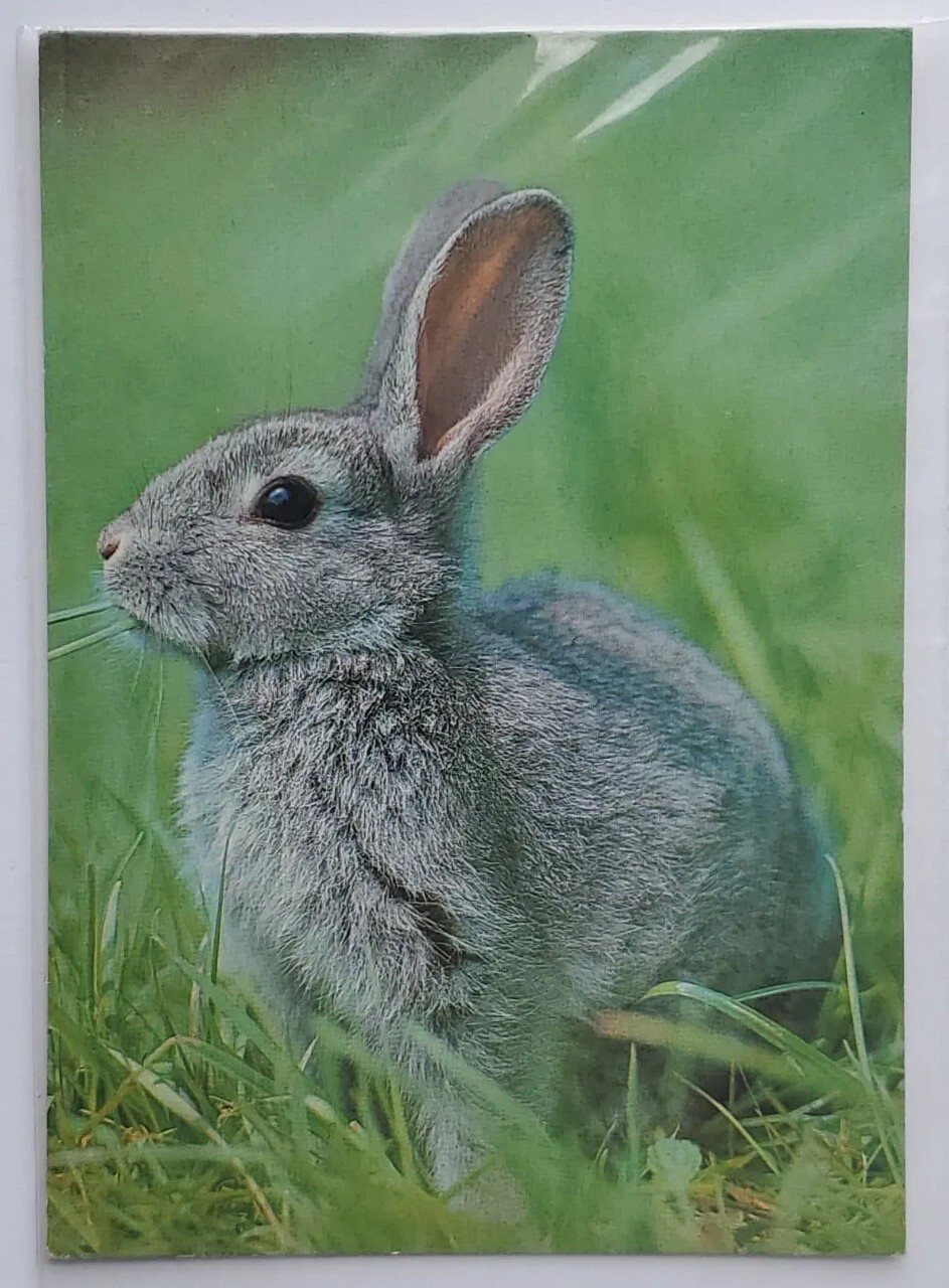 Postcard Bunny Rabbit in Grass Unposted 