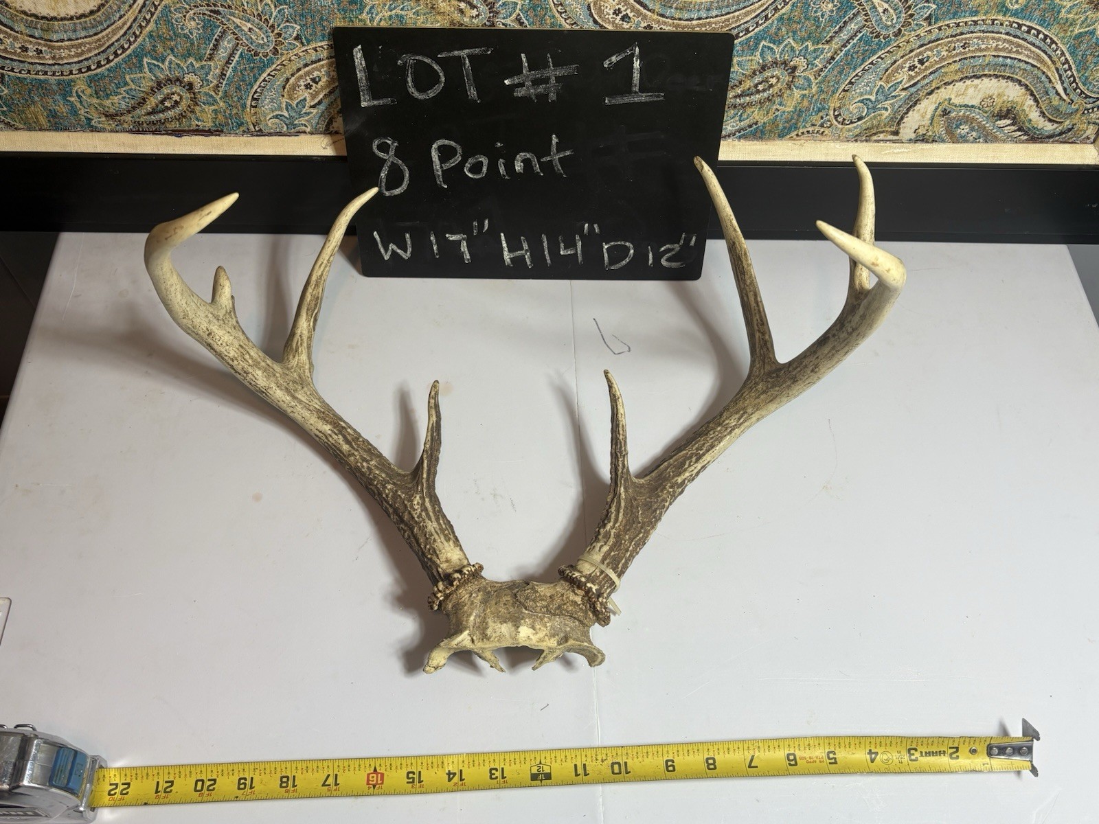 Whitetail Deer 8 Point Antler Set Antlers w/ Skull Plate ADD LOT NUMBER IN ORDER